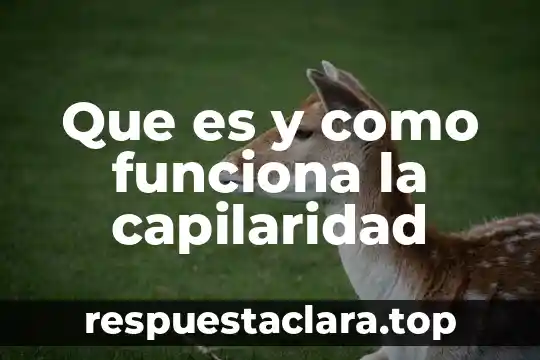 Que es y como funciona la capilaridad