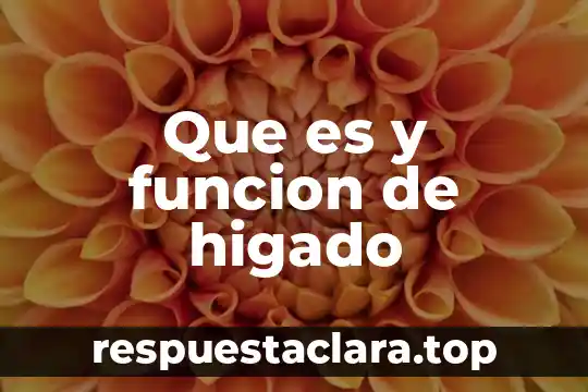 Que es el humor vitreo y que funcion cumple 8 Que es y funcion de higado