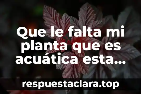 Que es adventicia de la planta 8 Que le falta mi planta que es acuática esta amarilla