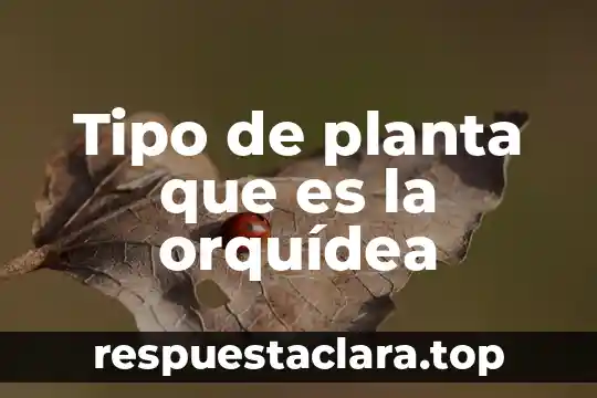 Tipo de planta que es la orquídea